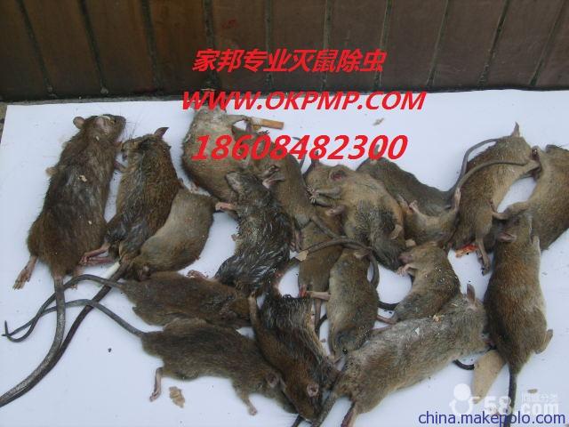 邵陽滅鼠公司,邵陽滅蟑螂公司 邵陽較好的滅鼠公司邵陽酒店滅鼠